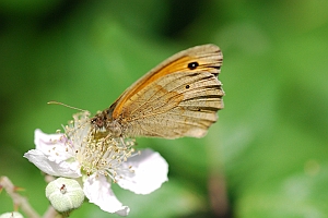 macro_004 